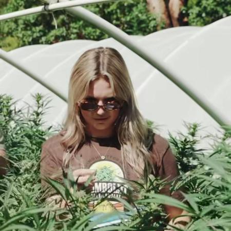 California Haze Humboltd Company