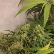 California Haze Humboltd Company