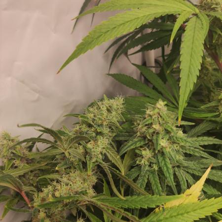 California Haze Humboltd Company