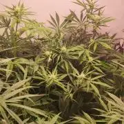 California Haze Humboltd Company