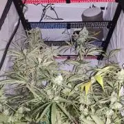 California Haze Humboltd Company