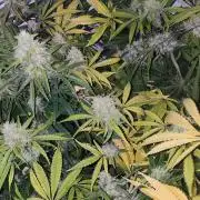 California Haze Humboltd Company