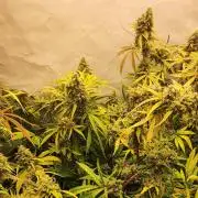 California Haze Humboltd Company