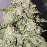 California Haze Humboltd Company