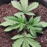 California Haze Humboltd Company