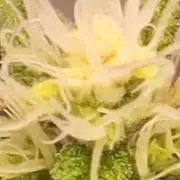 California Haze Humboltd Company