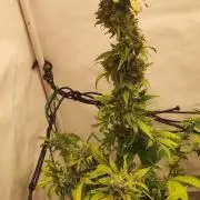 California Haze Humboltd Company