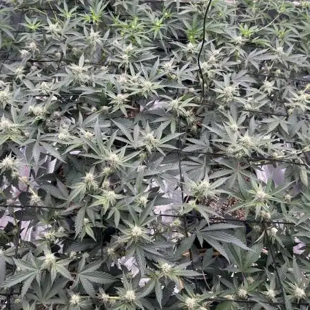 Autopot Purple Push Pops - 1X indoor Grow