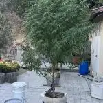 Blue Gelato SoCal Outdoor Autopot