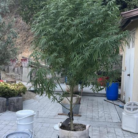 Blue Gelato SoCal Outdoor Autopot