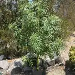 Blue Gelato SoCal Outdoor