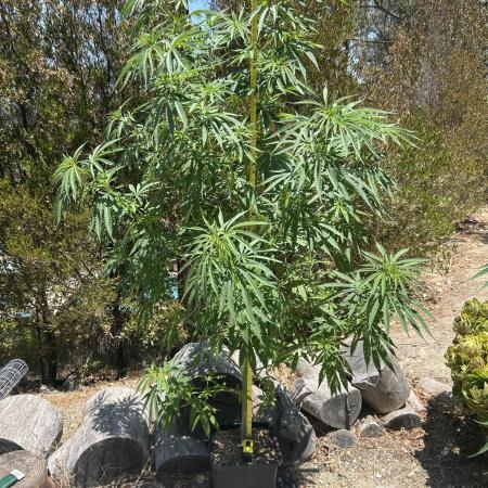 Blue Gelato SoCal Outdoor