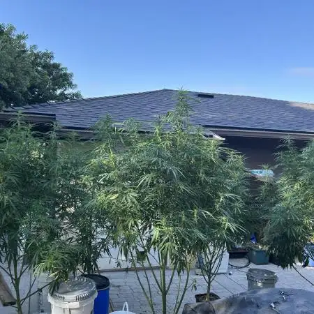 Blue Gelato SoCal Outdoor Autopot