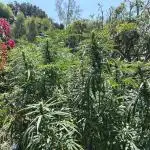 Blue Gelato SoCal Outdoor Autopot