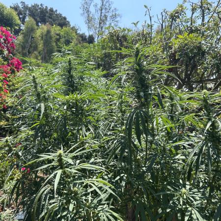 Blue Gelato SoCal Outdoor Autopot