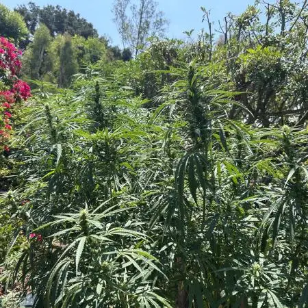 Blue Gelato SoCal Outdoor Autopot