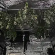 First Grow