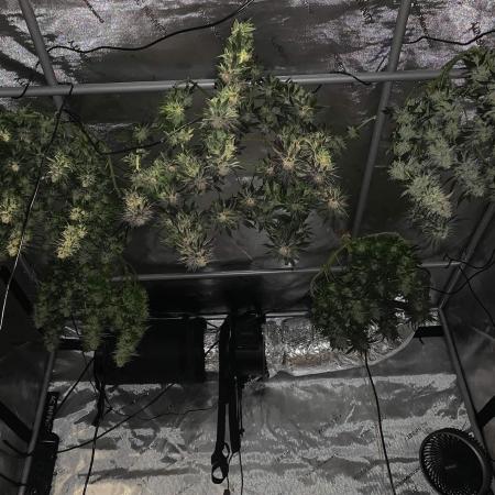 First Grow