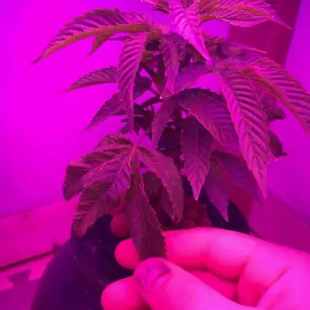 Lemon Kush DWC