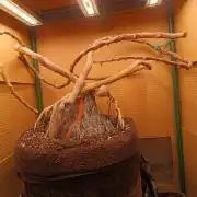 Минигров 4.0 Огненный цветок