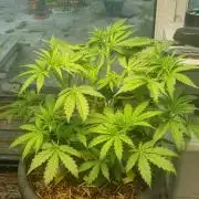 Northern lights UK outside/ greenhouse