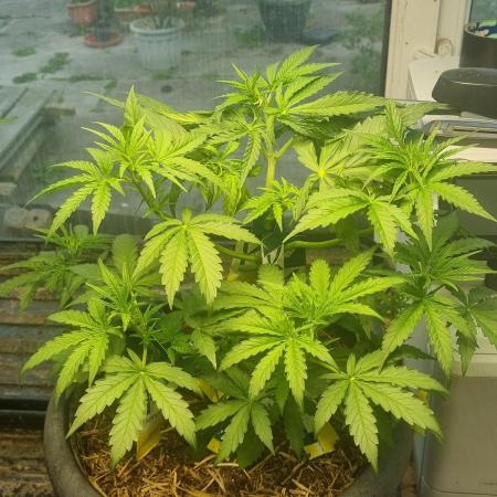 Northern lights UK outside/ greenhouse