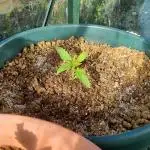 WHITE WIDOW 2025 GREENHOUSE/OUTDOORS UK
