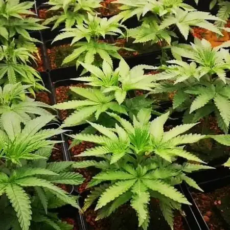 Mavericks Genetics
