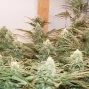Critical Orange Punch