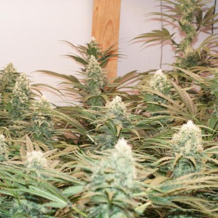 Critical Orange Punch