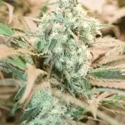 Critical Orange Punch