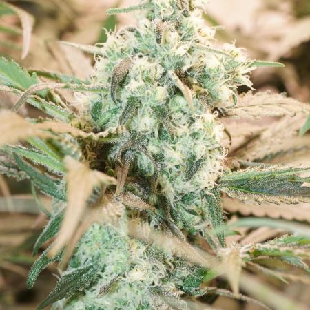 Critical Orange Punch
