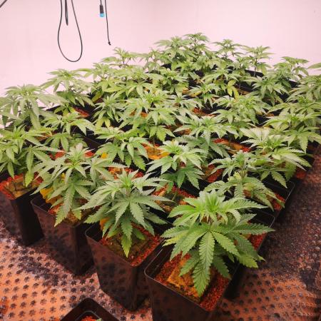 Mavericks Genetics