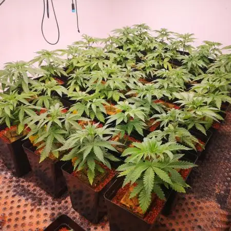 Mavericks Genetics