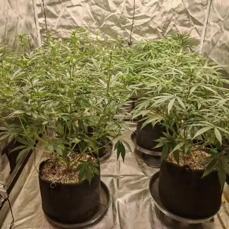 Fastbuds 6 strains 1 Tent