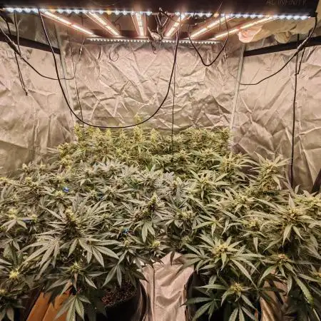 Fastbuds 6 strains 1 Tent