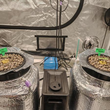 Fastbuds Photo Hidroponics
