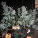Fastbuds 6 strains 1 Tent