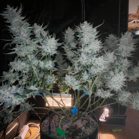 Fastbuds 6 strains 1 Tent