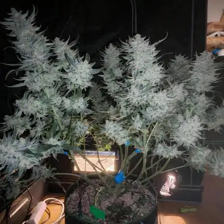Fastbuds 6 strains 1 Tent