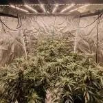 Fastbuds 6 strains 1 Tent