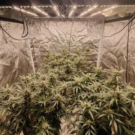 Fastbuds 6 strains 1 Tent
