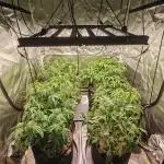 Fastbuds 6 strains 1 Tent