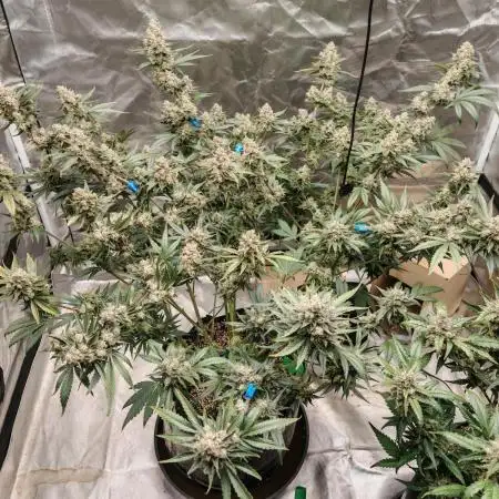 Fastbuds 6 strains 1 Tent