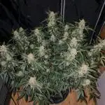 Fastbuds 6 strains 1 Tent