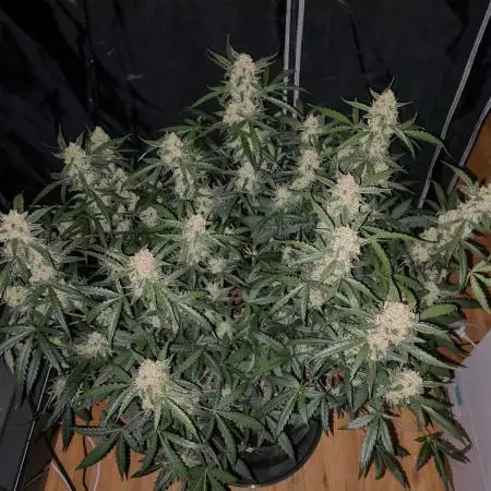 Fastbuds 6 strains 1 Tent