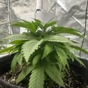 1st Grow- Apple Crumble G13 Labs