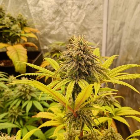3 STRAINS | WE BACK!!