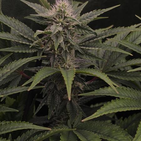 4x4 600w multi variety