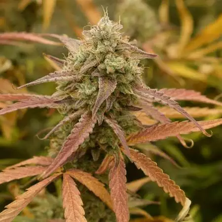 SKUNK loves FRUITCAKE 